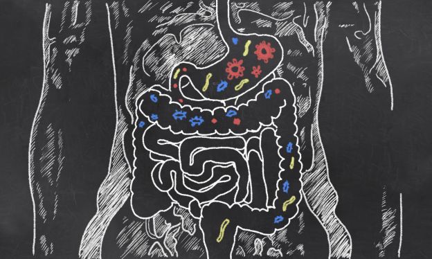 ¿Cómo ayudan los probióticos a perder peso?
