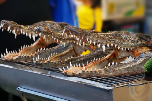 Cocodrilo - Estados Unidos