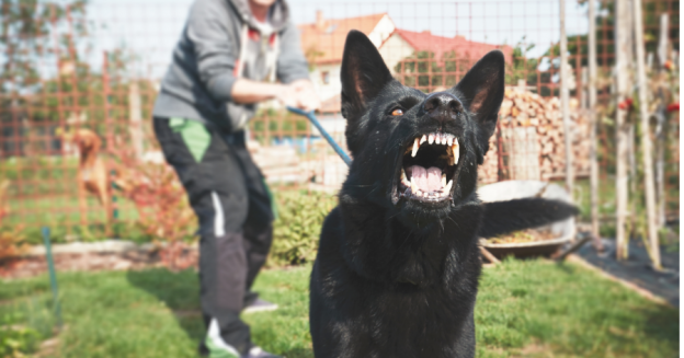 Qué hacer si se te acerca un perro desconocido