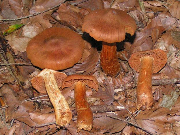 Cortinarius e Cortinarius rubellus (o Cortinarius speciosissimus)