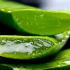 50 propiedades sorprendentes del aloe vera