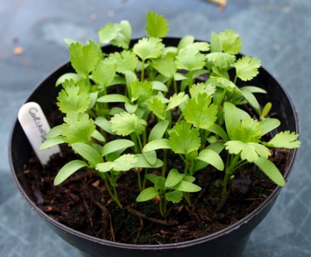 CILANTRO