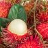 Rambután - Tailandia