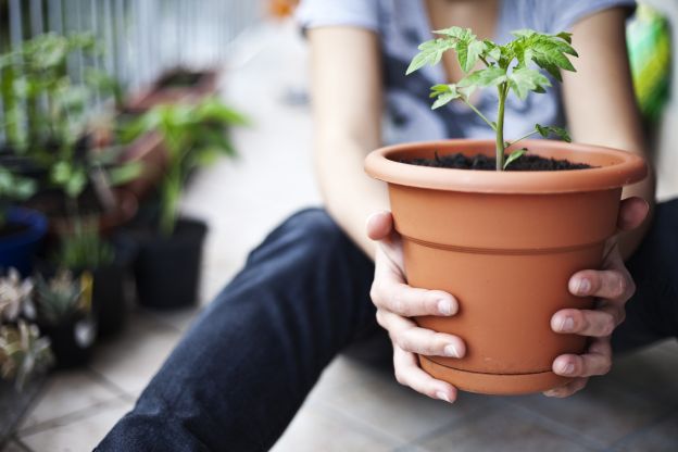 Fertilizar las plantas de tomate