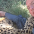 ¿Habías visto antes a un guepardo ronronear?