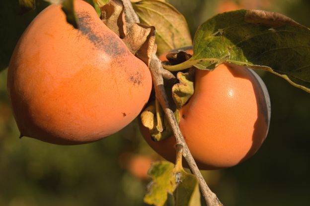 Propiedades del caqui