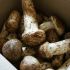 Setas Matsutake