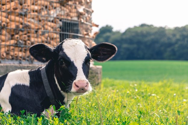 El ganado es la principal fuente de emisiones de CO2, donde cada vaca produce aproximadamente...