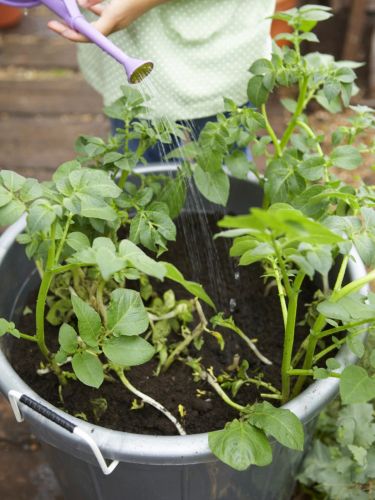 Cómo cultivar patatas en un cubo