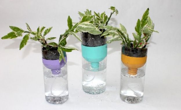 plantas que puedes cultivar