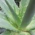 50 propiedades sorprendentes del aloe vera