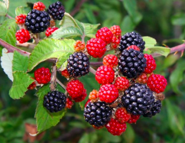 34.- moras