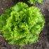 LECHUGA