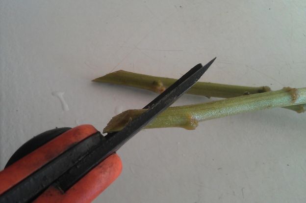 Al momento de poner tu ramo en un florero