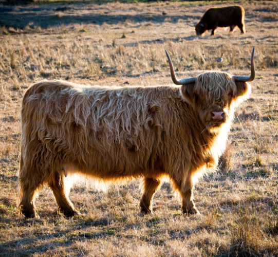 BUEY: 1997, 1985, 1973, 1961