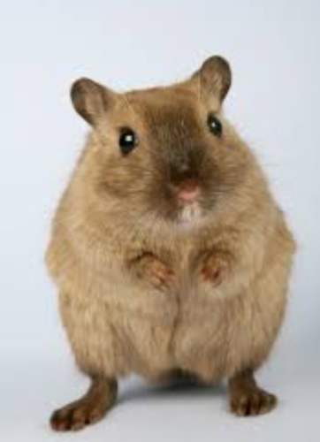 RATA: 1996, 1984, 1972, 1960