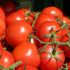 TOMATES