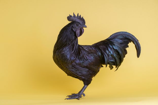 Pollo Ayam Cemani