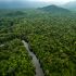 Para salvar las selvas del mundo
