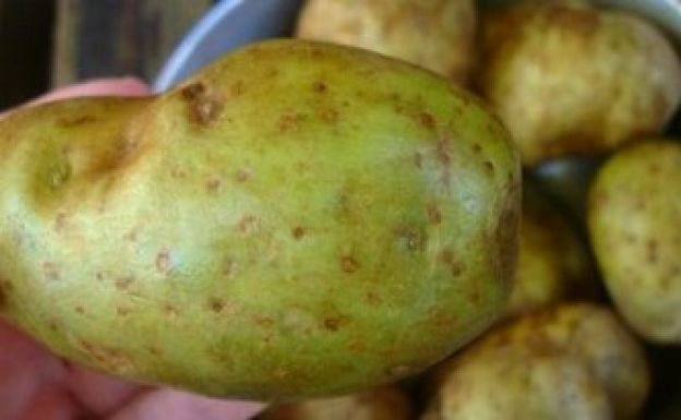 ¿CÓMO ELEGIR LAS PAPAS?