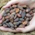5. Come granos de cacao