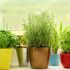 Cultivar tus propias hierbas aromáticas