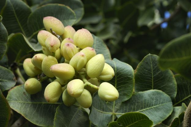 Pistachos