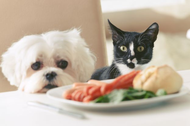 ¿Cuál es la mejor dieta para tu mascota?