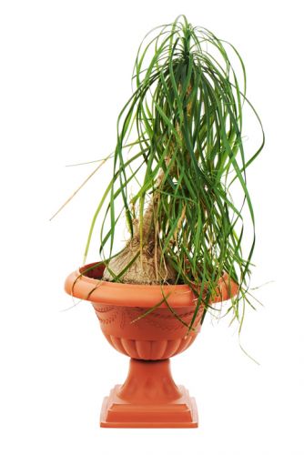 Beaucarnea recurvata