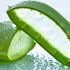 Descubre los beneficios del Aloe vera