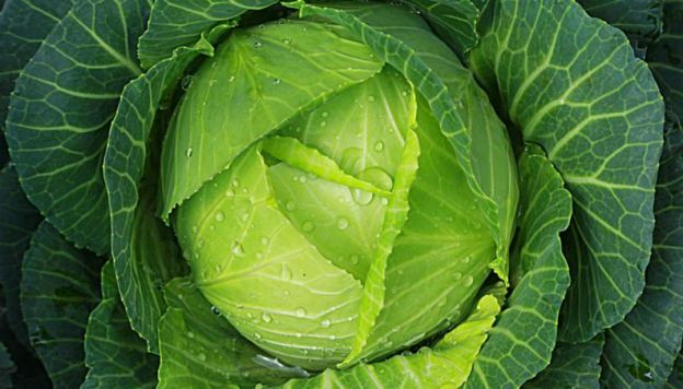 tu cerebro rejuvenecerá