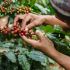 Visitar un cafetal y hacer cata de café
