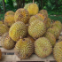 El durián (en Asia)