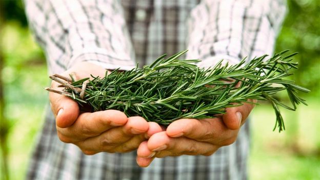 SEGÚN ESTUDIO, EL ROMERO TIENE PROPIEDADES ANTICANCERÍGENAS