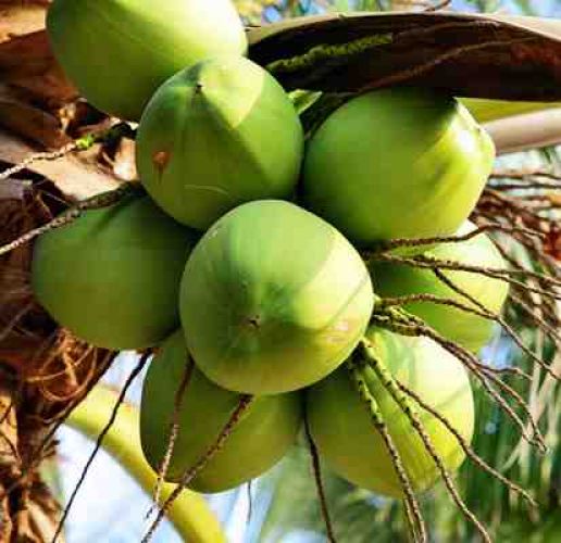 Beneficios del coco