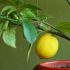Descubre los sorprendentes usos del limón