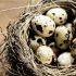 Huevos de codorniz: bonitos, populares y crueles