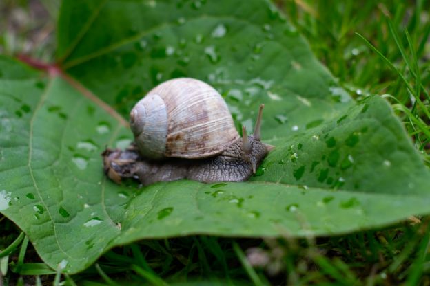 Escargots de Borgoña