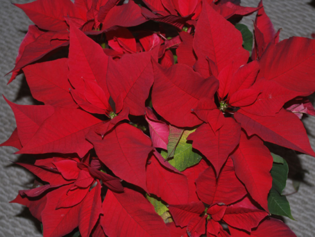 todo depende de la temperatura