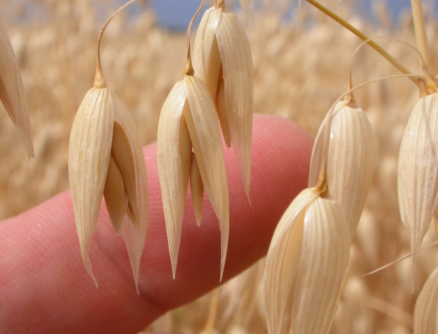 Avena en grano