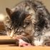 ¿Cómo funciona la dieta cruda para gatos? 