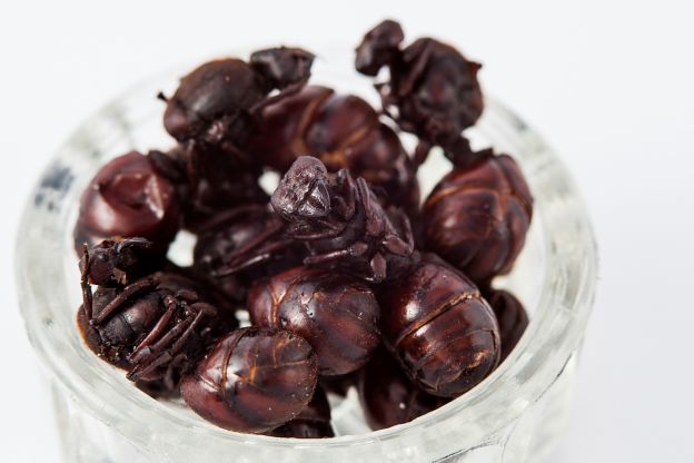 Hormigas Culonas - Colombia