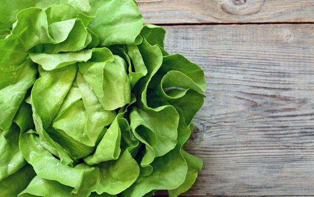 Lechuga