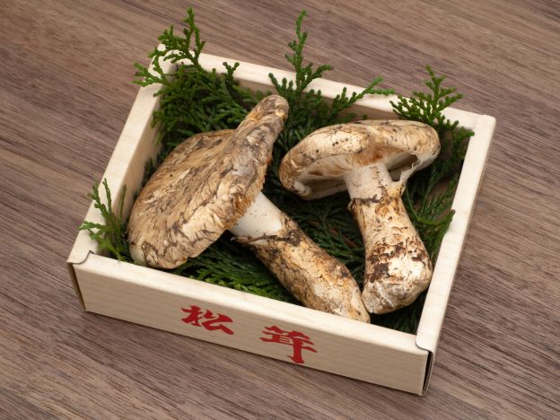 Setas Matsutake