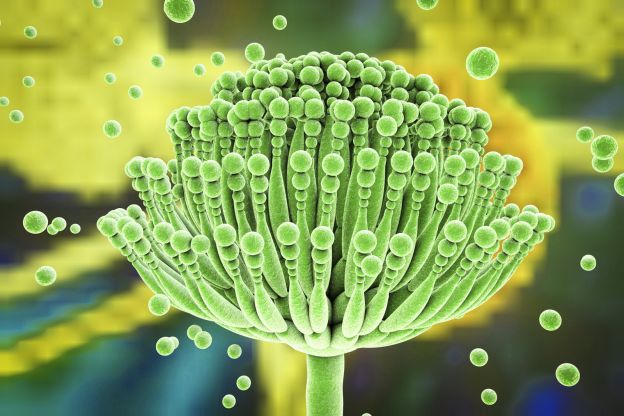 HE COMIDO MOHO... ¿Y AHORA QUÉ?