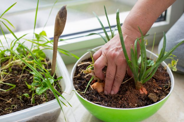 Dejarlas para siempre en su misma maceta