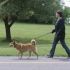 Saca a tu perro a pasear