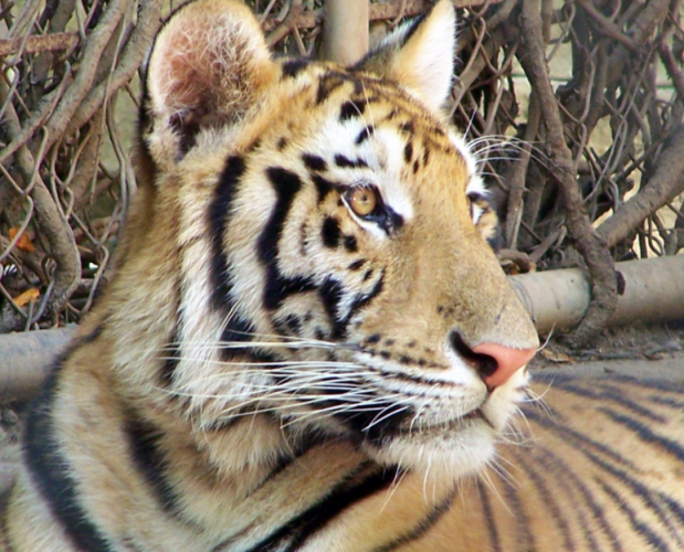 TIGRE: 1998, 1986, 1974, 1962