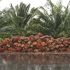 ¿De dónde viene el aceite de palma?