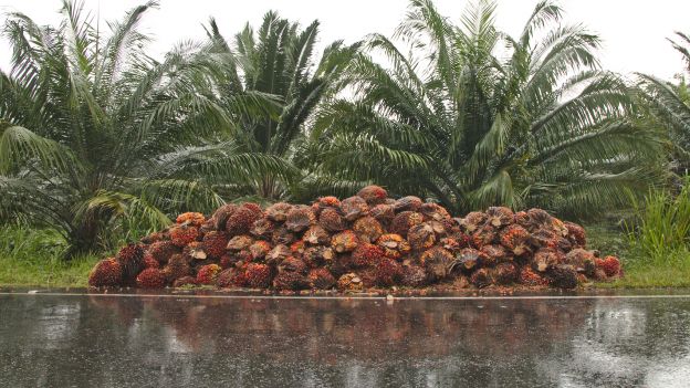 ¿De dónde viene el aceite de palma?